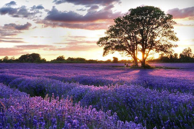 Levandulové pole v prosluněné Provence