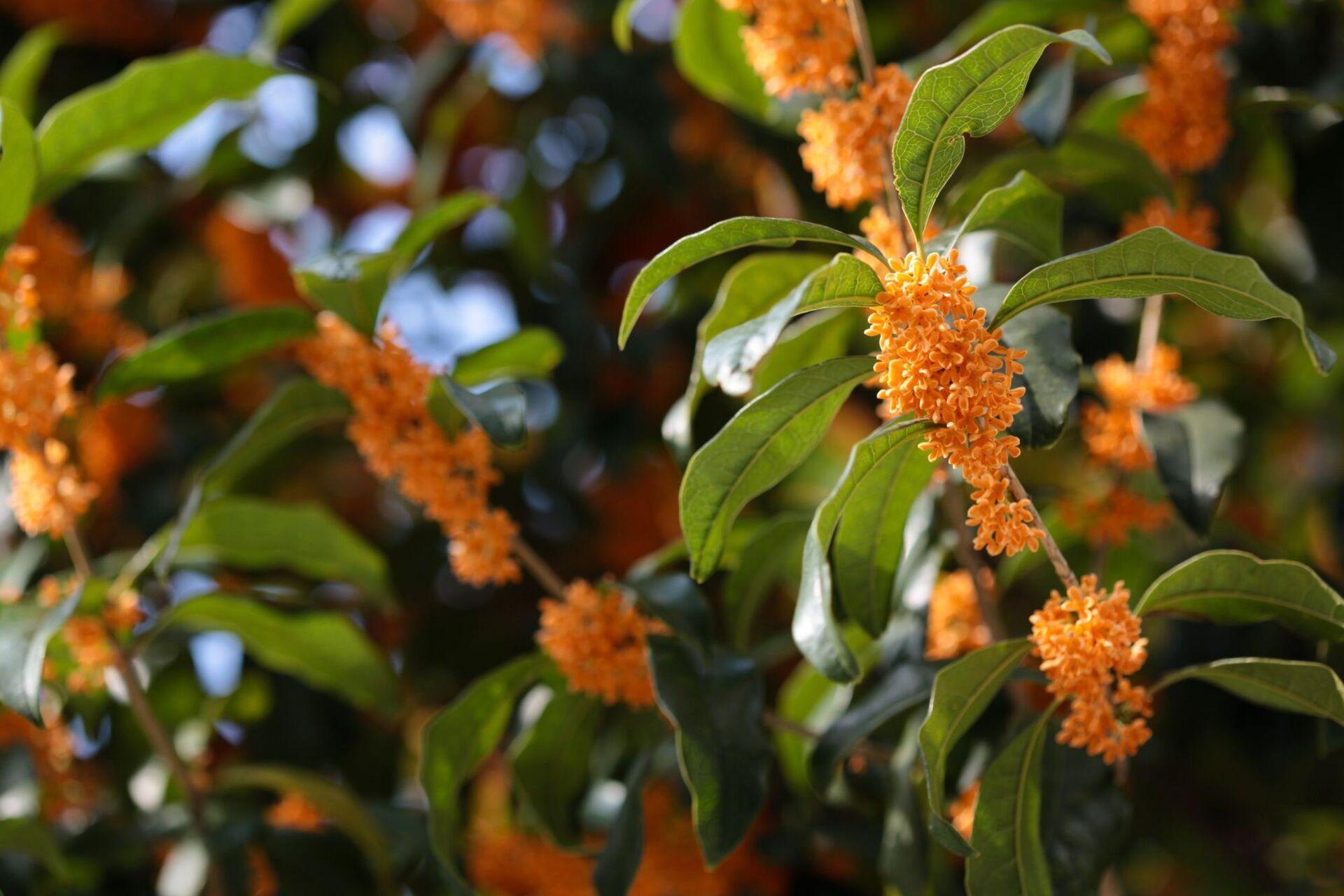 Osmanthus (zdroj: http://goo.gl/m22iSO, citováno dne 16.3. 2016)