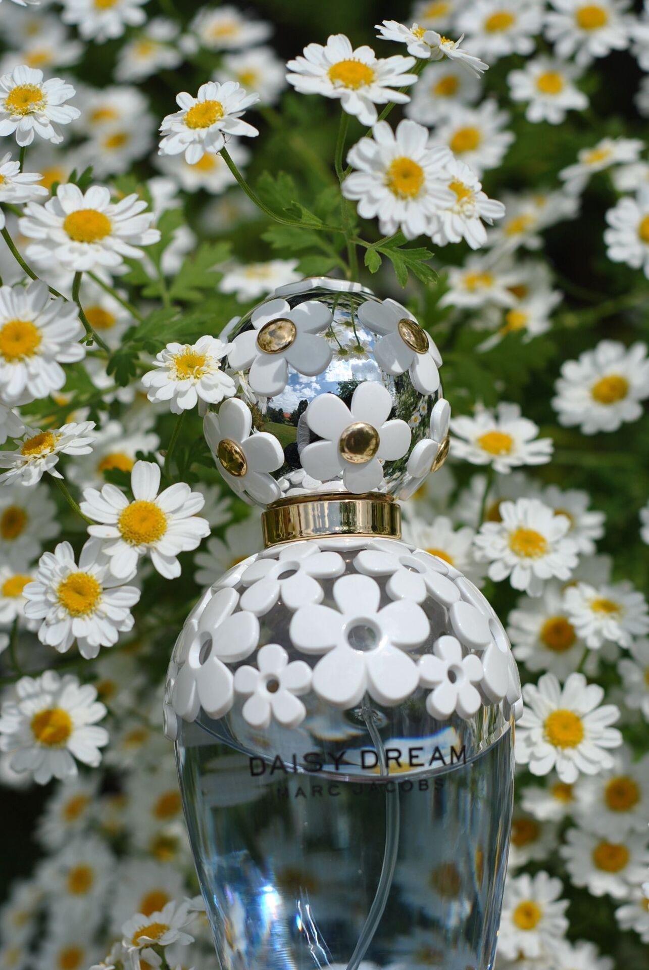 Daisy Dream